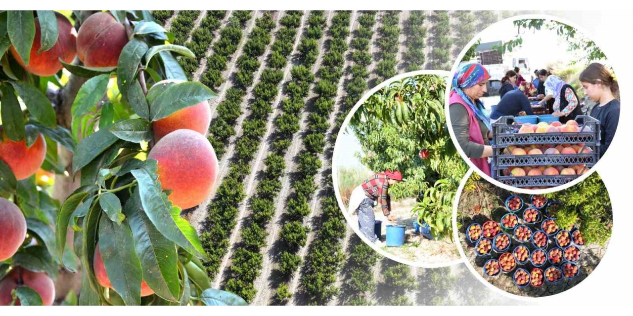 Pamukkale’de şeftali hasadı başladı