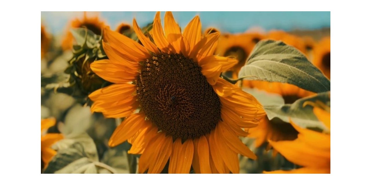 KARADENİZBİRLİK yağlık ayçiçeği ön alım fiyatını 12,70 TL olarak açıkladı