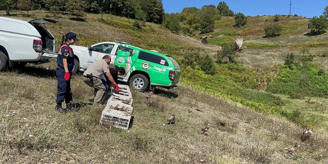 Zonguldak’ta 125 sülün doğaya salındı