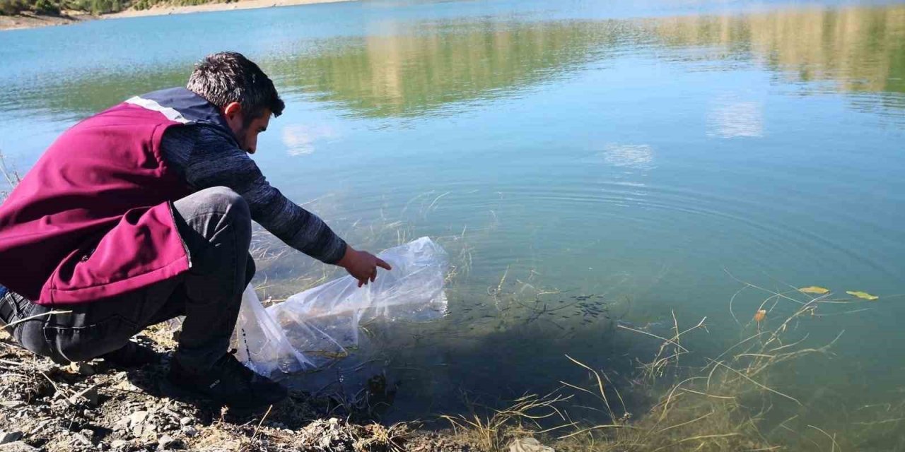 Çankırı’daki 26 gölete 562 bin yavru sazan balığı bırakıldı