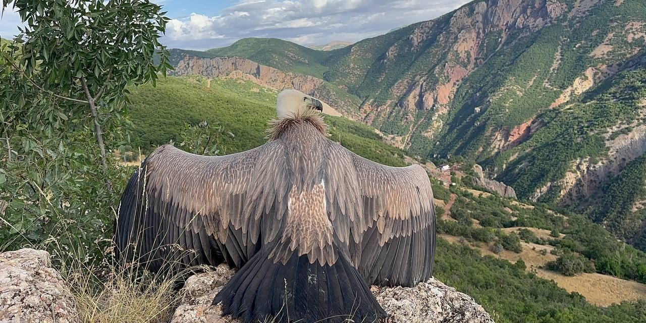 Ergen akbabanın uçma egzersizi kamerada