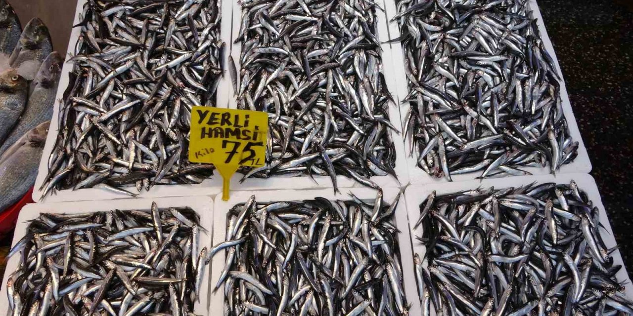 Hamsi sezonu erken başladı ancak bu ihracatına yansımadı