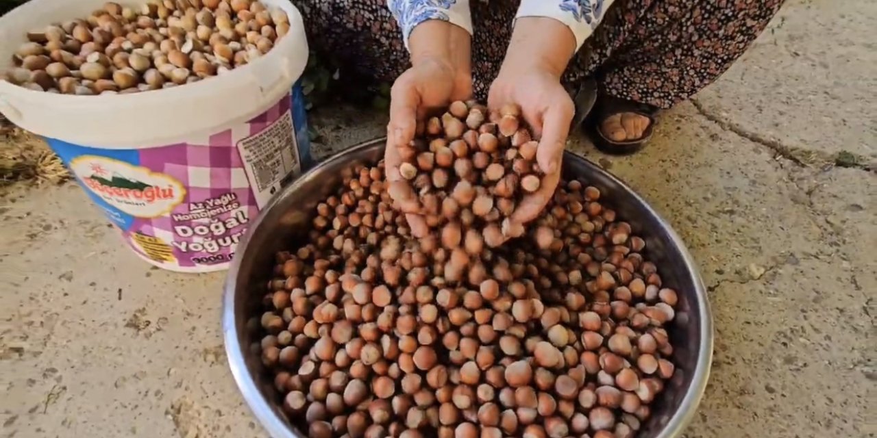 Tufanbeyli’de fındık yetiştirilmeye başlandı