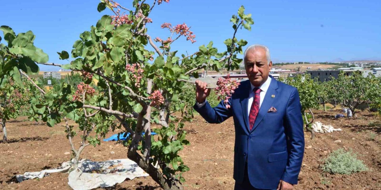 Siirt’te fıstık hasadı başladı