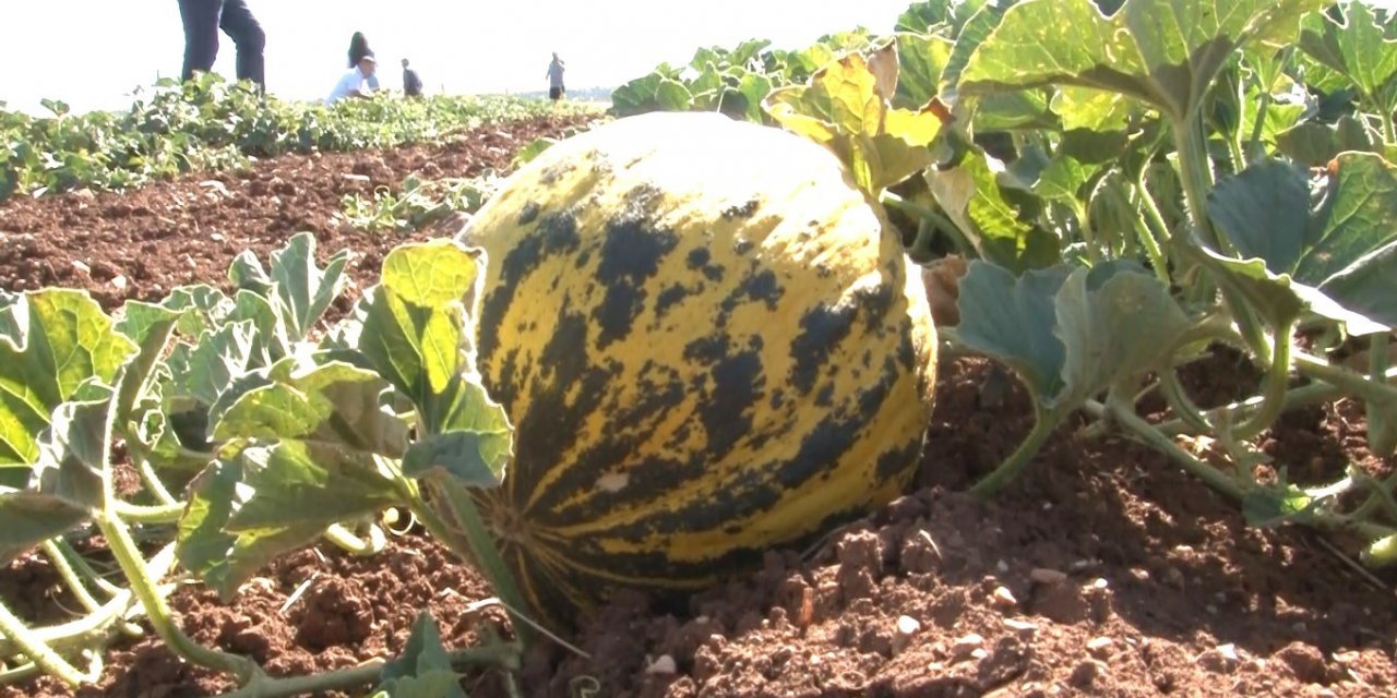 Kütahya’nın meşhur ’Terziler kavunu’ tezgahlardaki yerini aldı