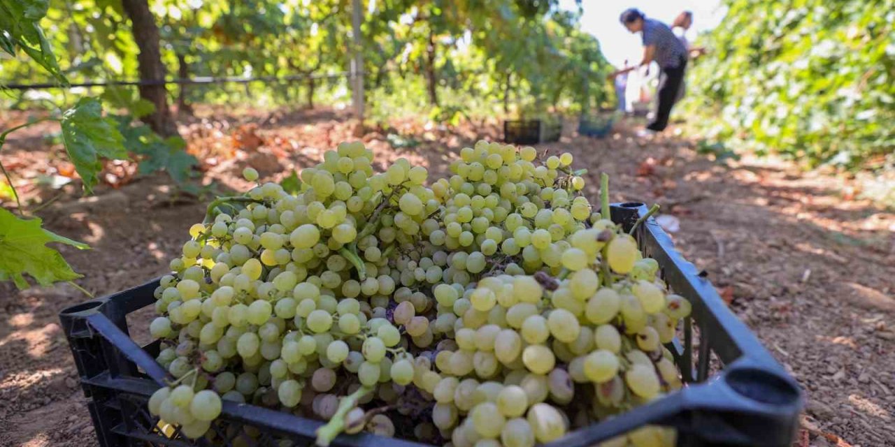 Buca bağlarında hasat başladı