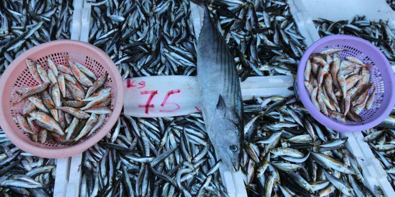 Balıkçı tezgâhları hamsi ile bereketlendi, palamut kayıplarda