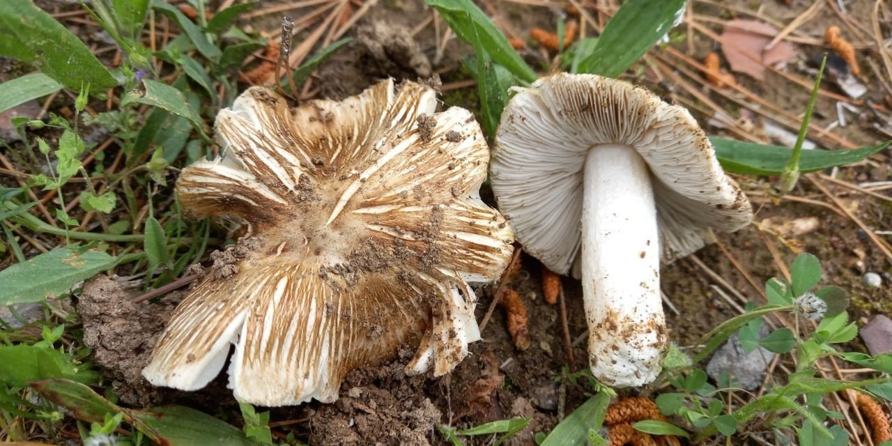 Dünyaya tanıtılan yeni mantar türüne ‘Pamukkale’ ismi verildi