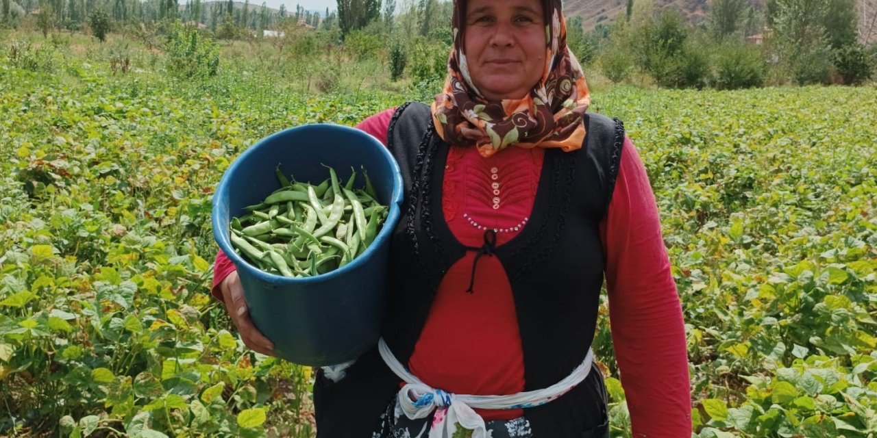 Şuhut’ta hasadı yapılan fasulye fiyatıyla üreticisinin yüzünü güldürdü