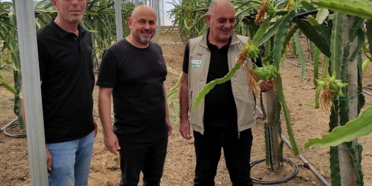 Mudanya’da ejder meyvesi yetiştirdi