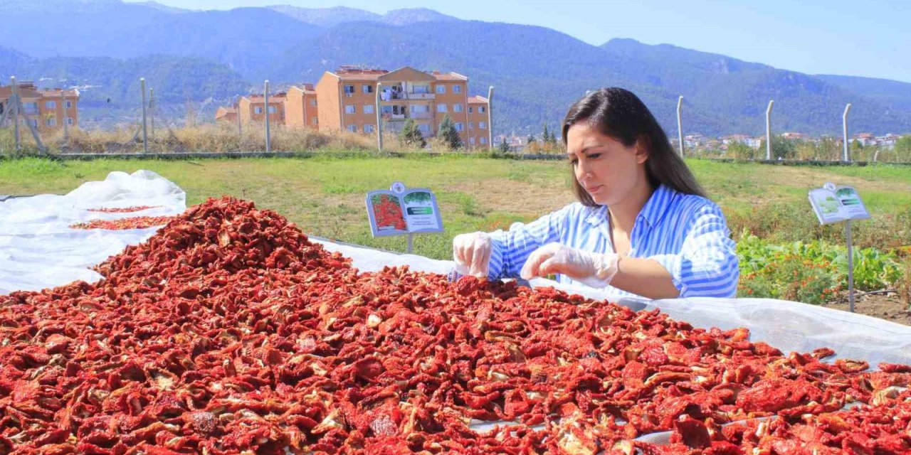Honaz’ın ata tohumu domatesleri kurutularak değerlendiriliyor