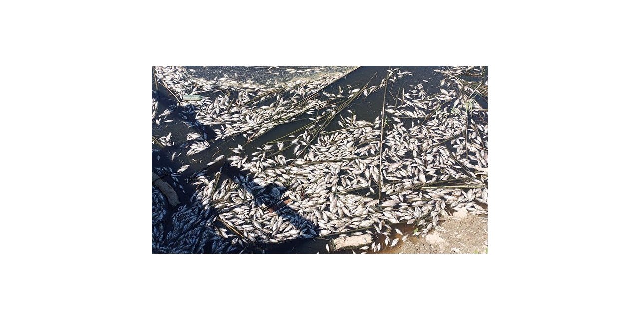 Aydın Valiliği’nden balık ölümleri ile ilgili basın açıklaması: “Su ve ölü balık numuneleri analize gönderildi”