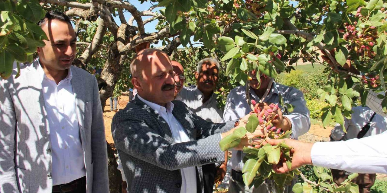 Dolunun vurduğu fıstık bahçelerinde hasat başladı
