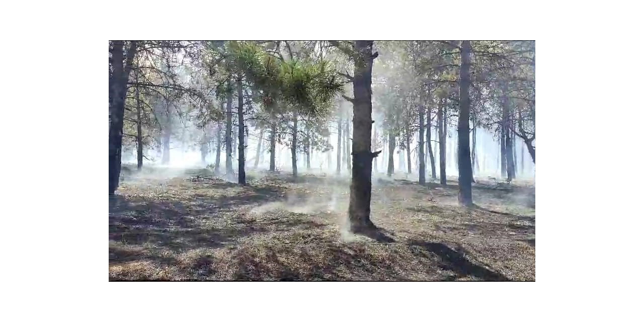Tekirdağ’daki orman yangını kontrol altına alındı