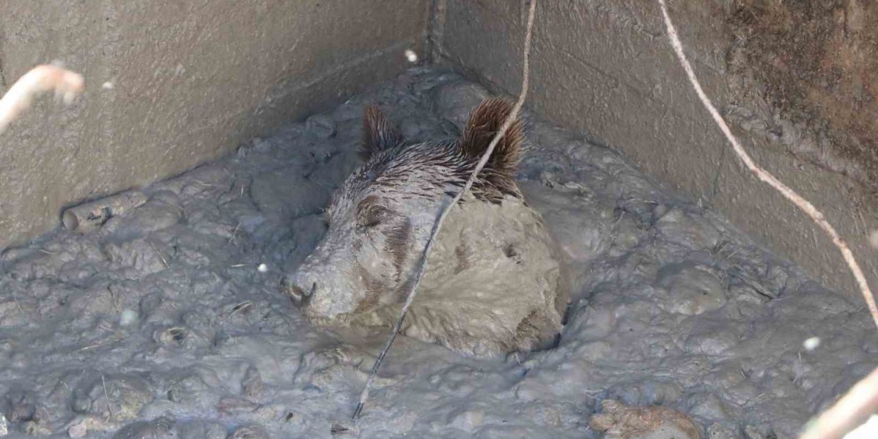 Aç kalan bozayı, ölü tavukların atıldığı kuyuya düştü
