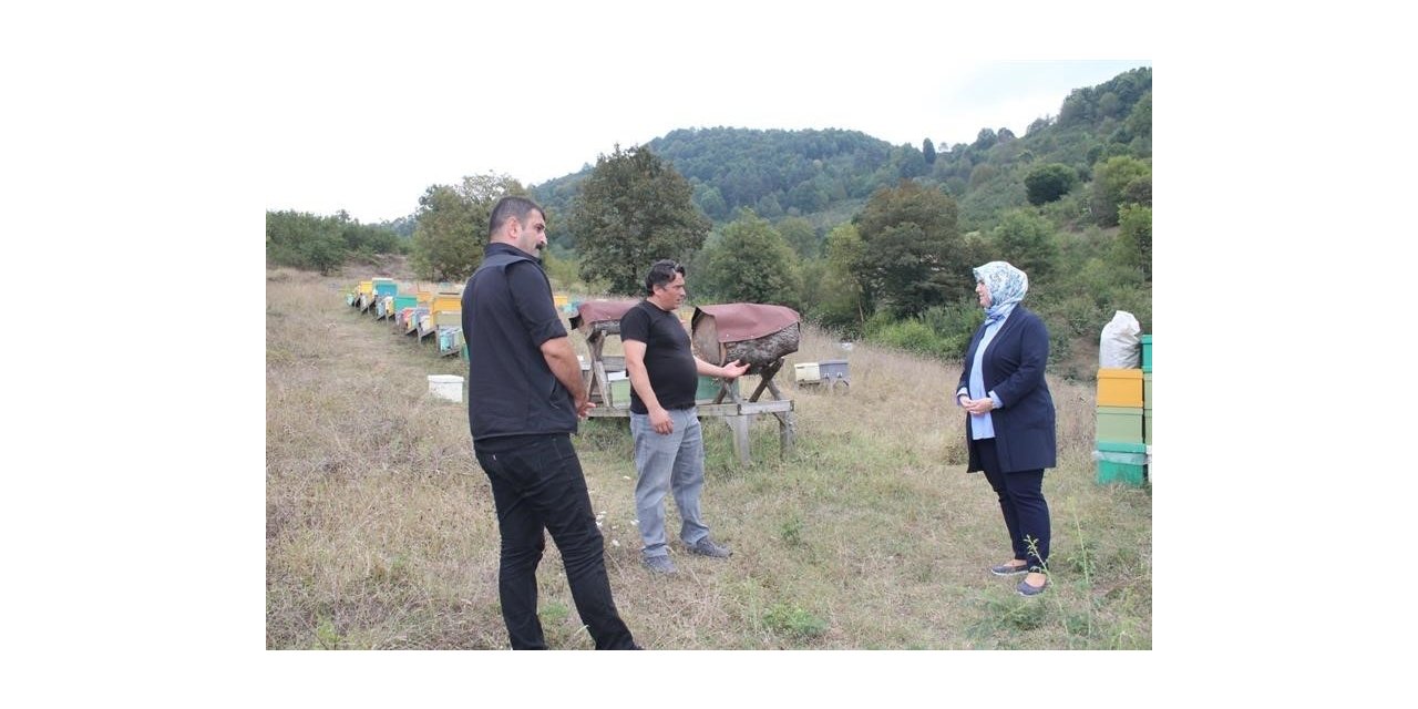 Bal arısı üretim sahası incelendi