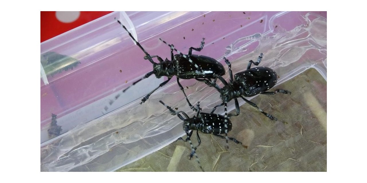 Ocak: "Ülkemizde yaklaşık 661’e yakın zararlı organizmanın mücadelesini yürütüyoruz”