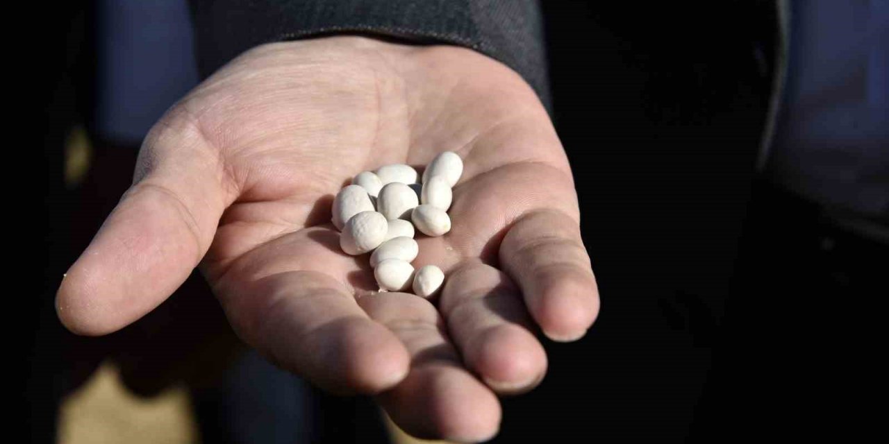 Gümüşhane’de kuru fasulye hasadı devam ediyor