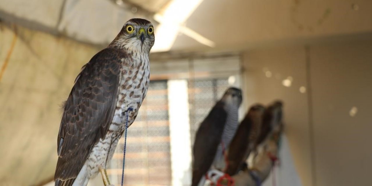 Şehir merkezine inen atmaca mağazaya girdi