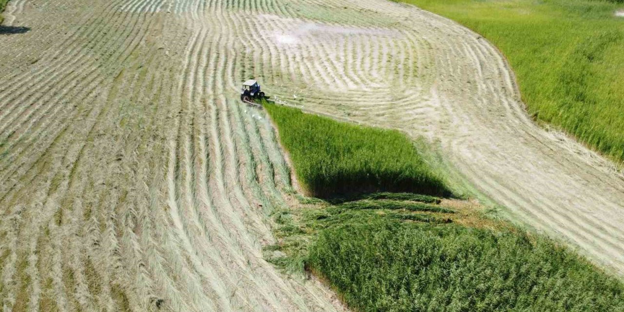 Ağrı Dağı Milli Parkı’ndaki sazlık alanın biçilme anı havadan görüntülendi