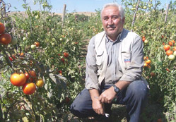 Damlama yöntemiyle sulanıyor