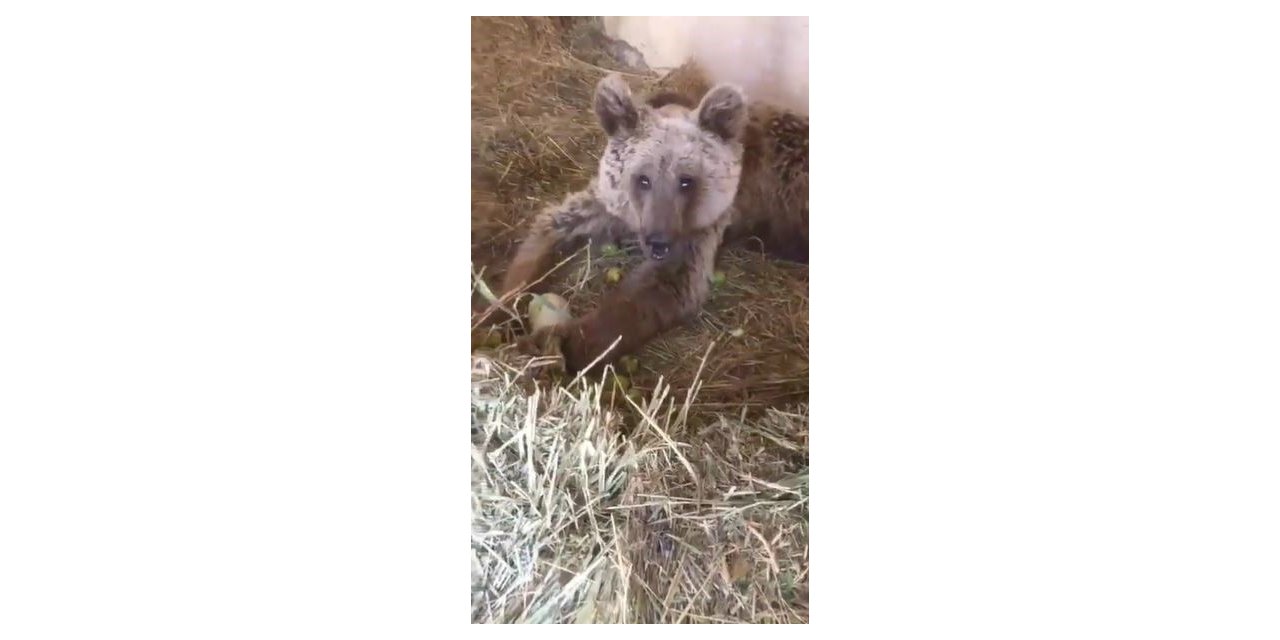 Hakkari’de yaralı halde bulunan ayı hayati tehlikeyi atlattı