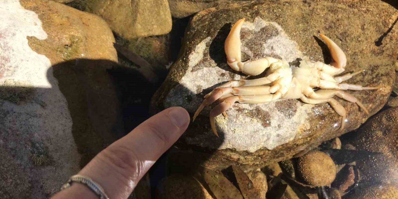 Antalya’da Üzümdere ırmağı kurudu