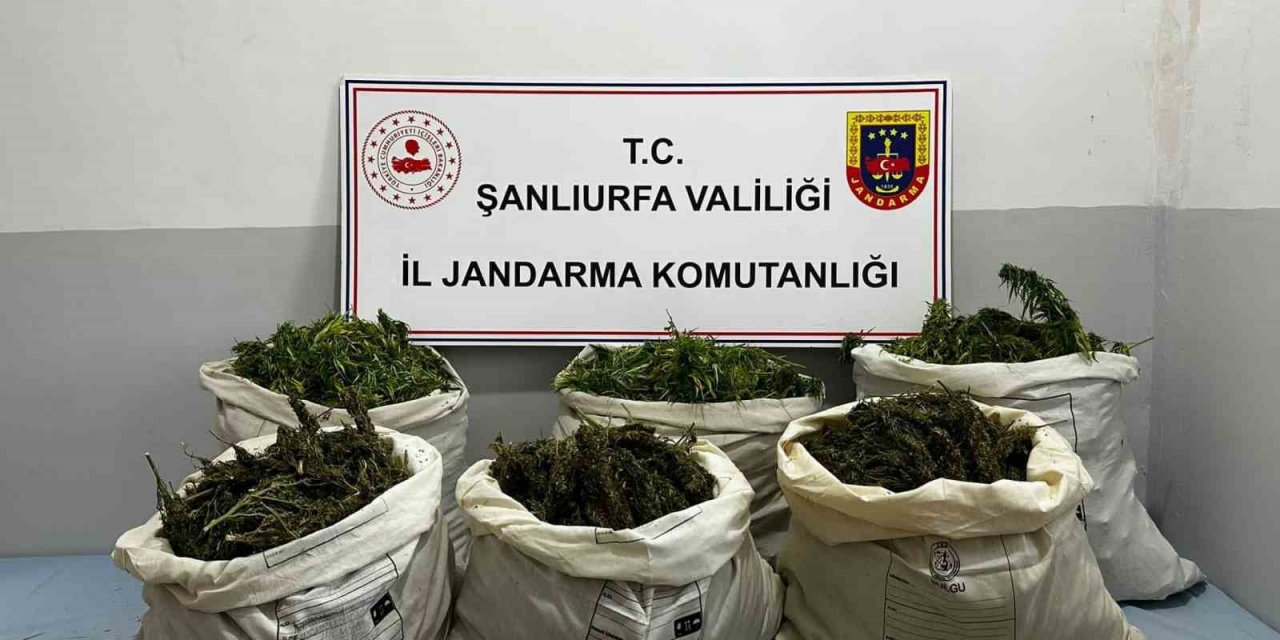 Mısır tarlasında gizlemiş 65 kilogram esrar ele geçirildi