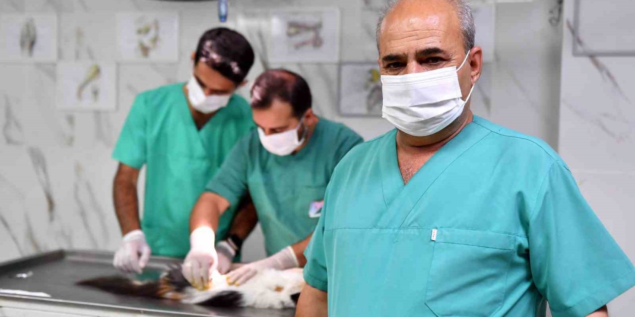 Mersin’de kontrolsüz üremenin önüne geçmek için sokak hayvanları kısırlaştırılıyor