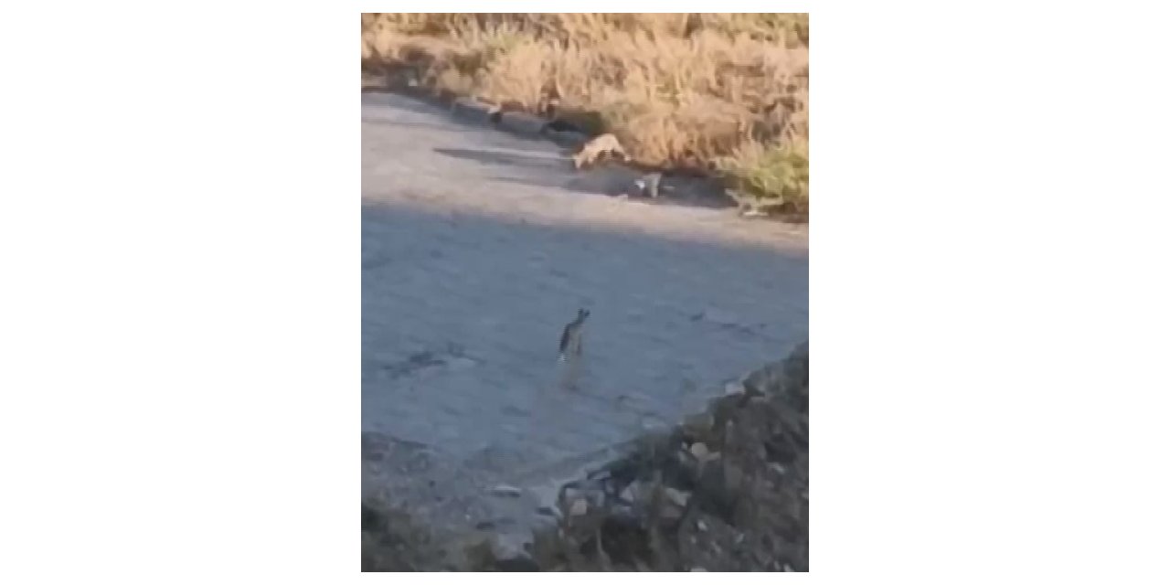 Çakalların oyunu merakla izlendi