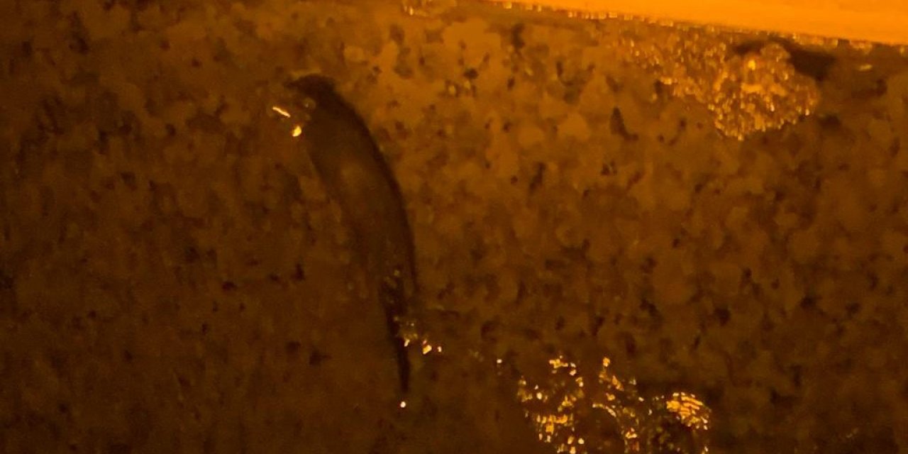 Harşit Çayı’nda koruma altındaki su samurları 3’ü bir arada görüntülendi