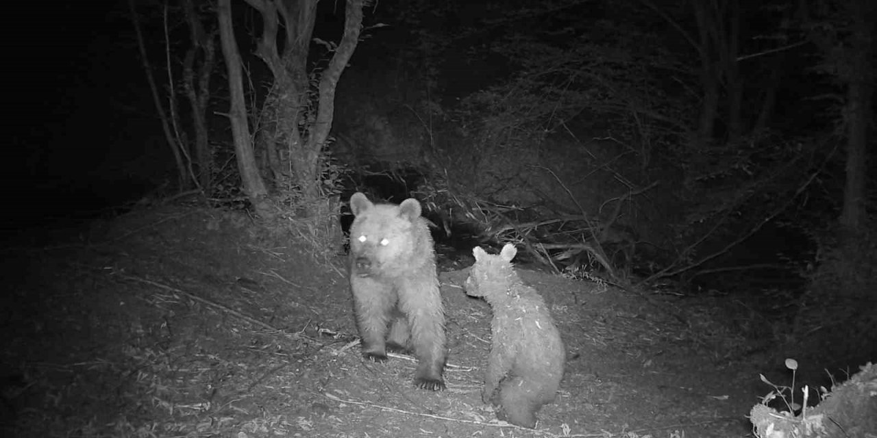 Eskişehir’de anne ve yavru bozayının eğlenceli oyunu