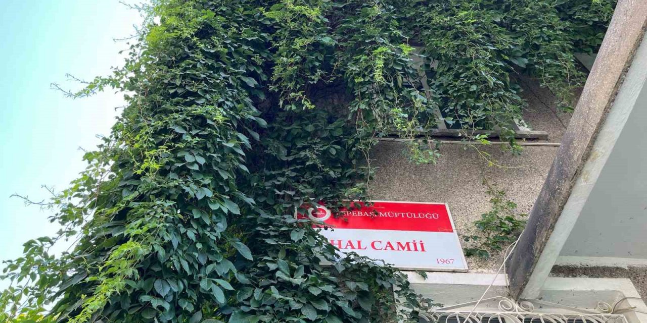 Sarmaşıla sarılı cami kuşlara yuva oluyor