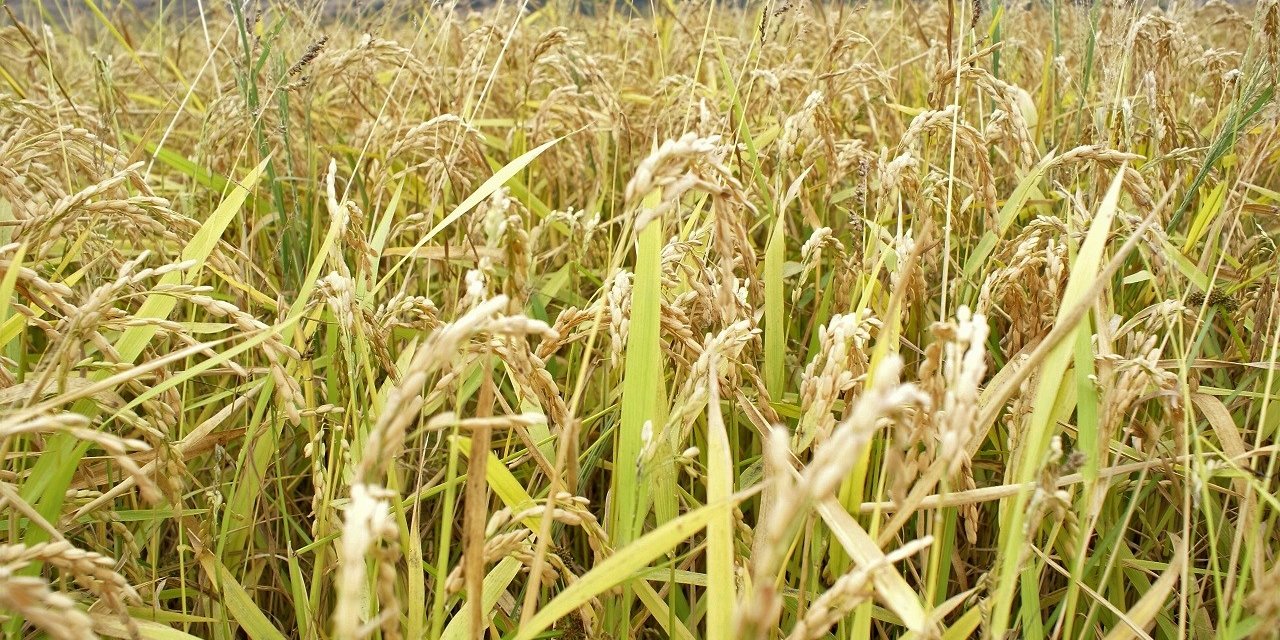 Çeltik biçim ve kurutma bedelleri belirlendi