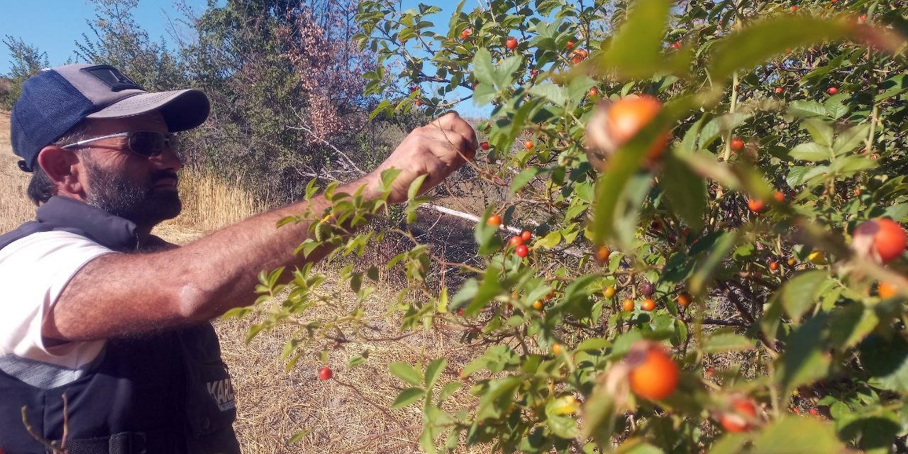 Kış aylarının vazgeçilmez şifa deposu kuşburnunda zorlu mesaisi başladı