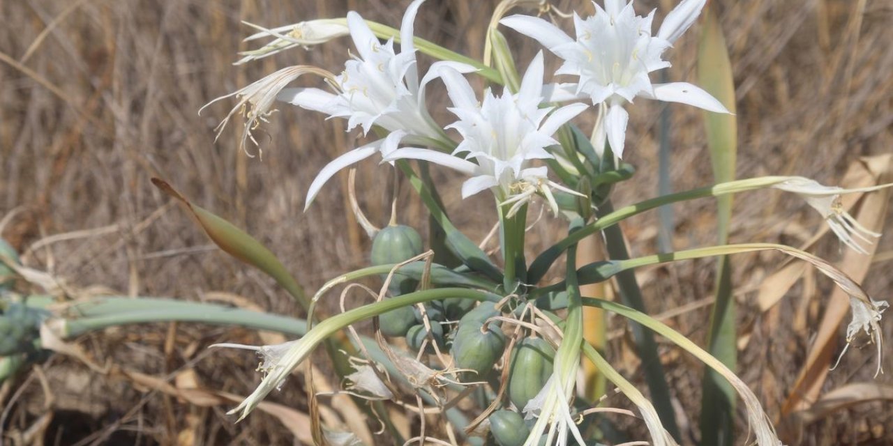 Pamucak’ın beyaz gelinleri can çekişiyor