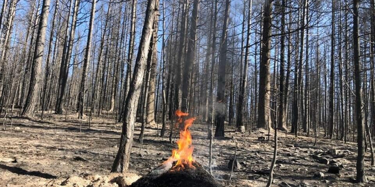 Ormanların biyolojik mücadele ajanları yangında kurtarıldı