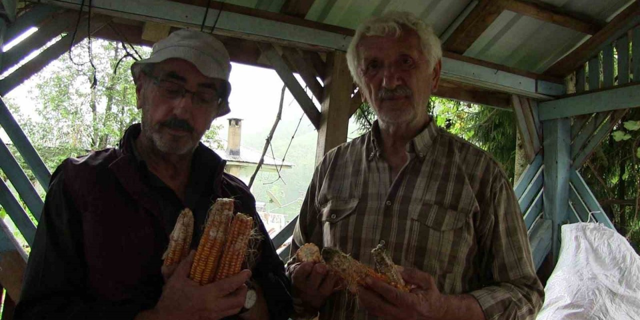 Artvin’de kahverengi kokarca böeceği istilası