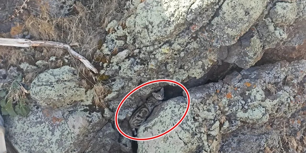 Nadir Görülen Yaban Kedisi Patnos’ta İlk Kez Görüntülendi