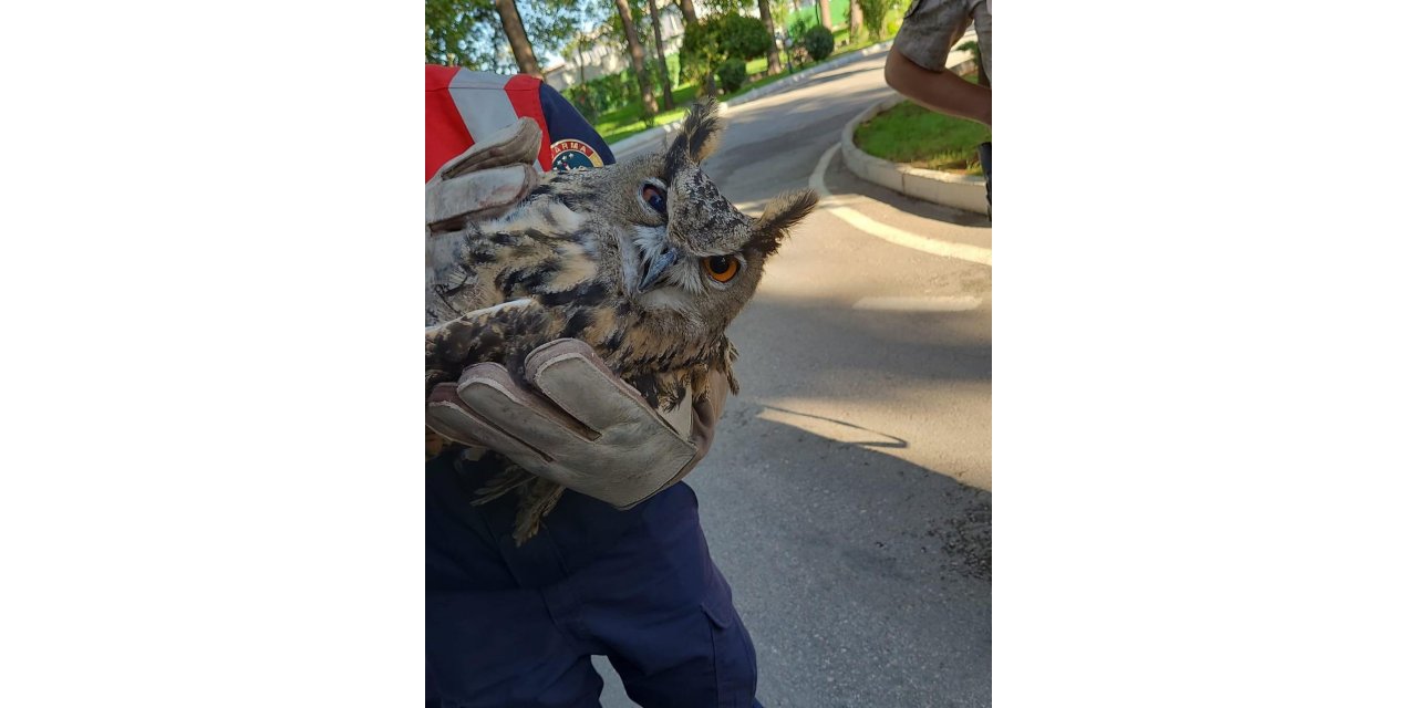 Puhu kuşu tedavi altına alındı