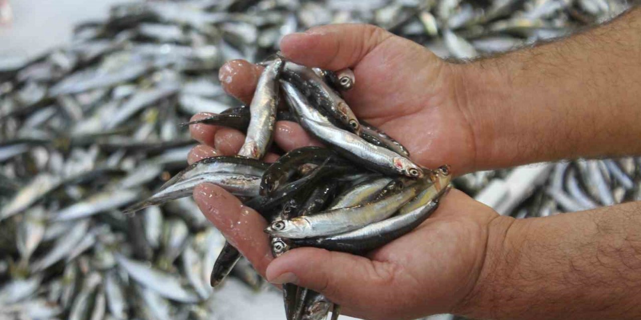 Ordulu balıkçılar hamsiden umutlu