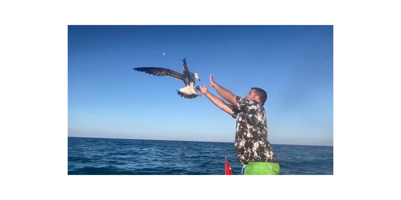 Oltanın ucundaki balığa saldıran martı kancaya takıldı