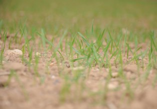 Seydişehirli Çiftçiler Yağışlardan Memnun