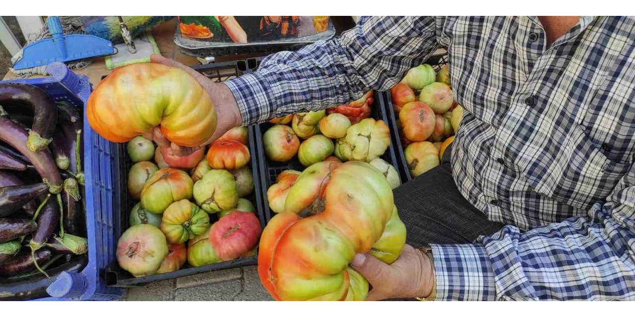 Batman’da yetişen dev köy domatesini görenler şaşkınlığını gizleyemiyor