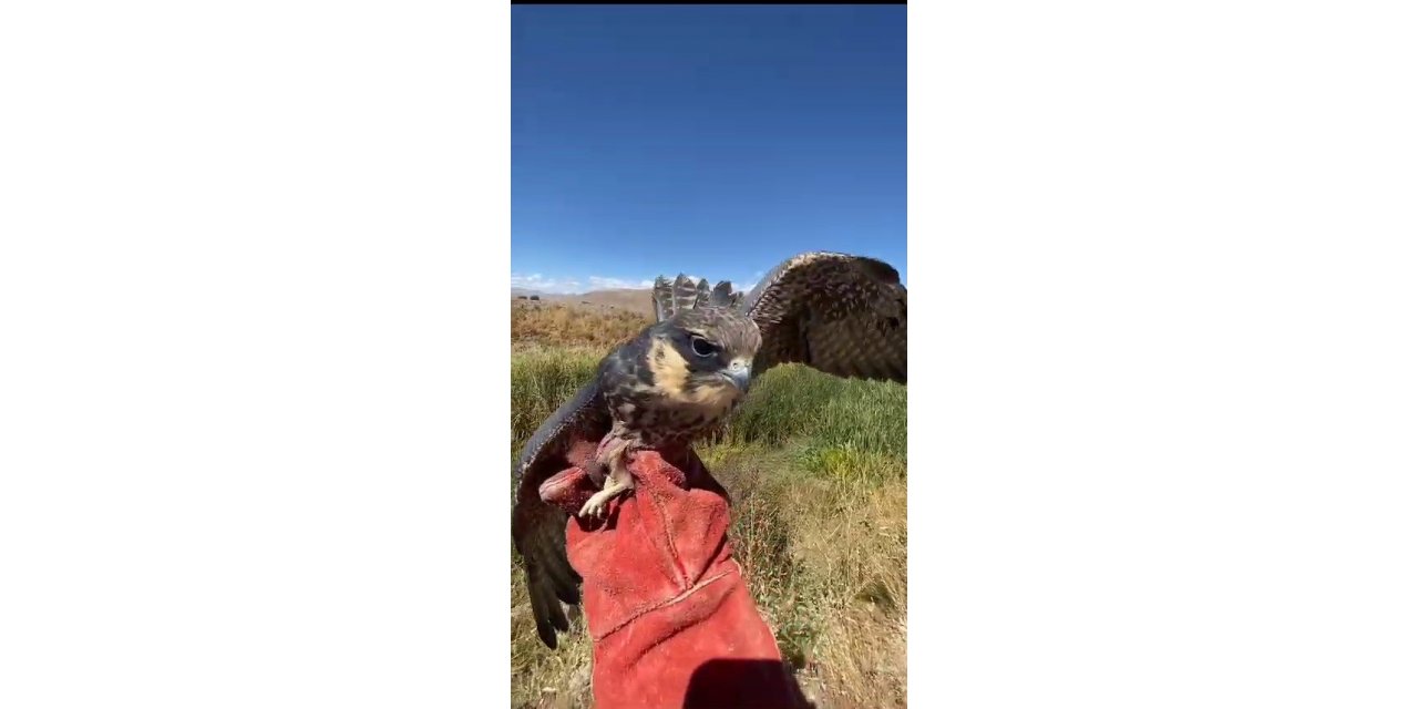 Delice doğan doğal yaşam alanına bırakıldı