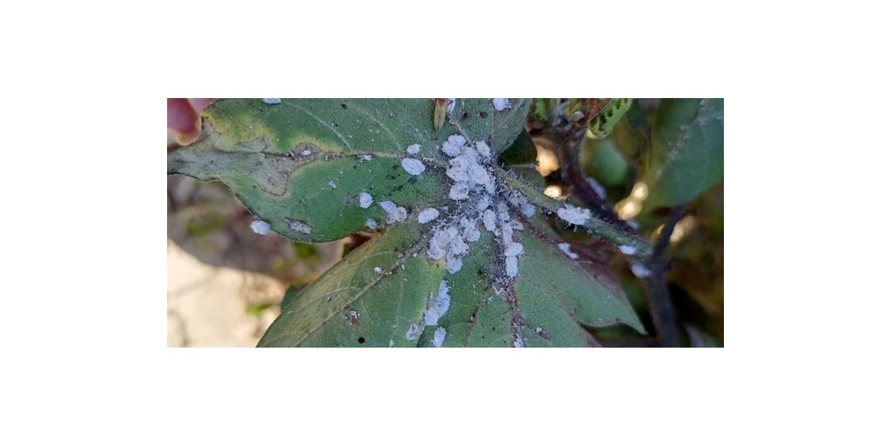 Aydın’da pamukta unlu bit mücadelesi sürüyor