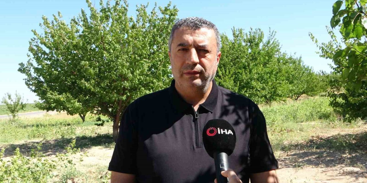 Depremin vurduğu Malatya’da kayısı yüz güldürüyor