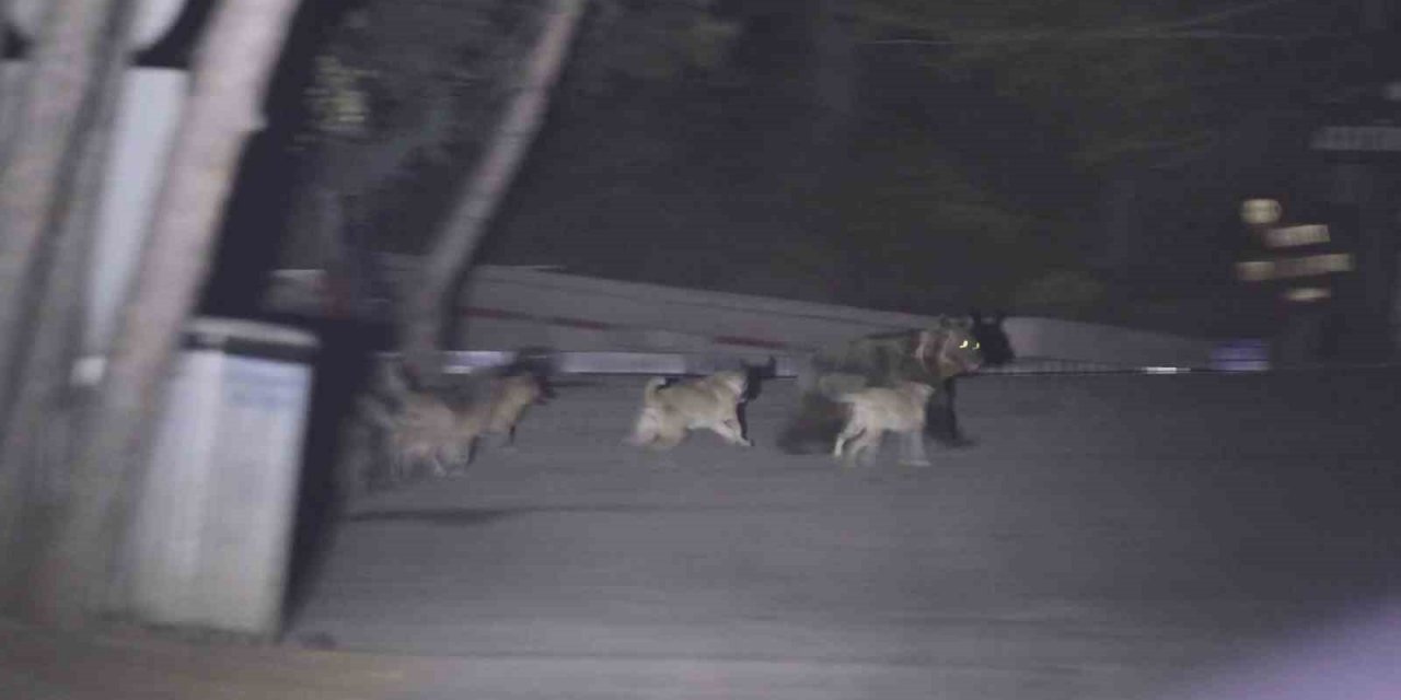 Başıboş köpeklerin ayıya saldırdığı anlar kamerada