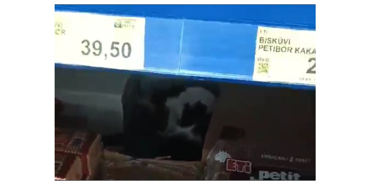 Sultangazi’de BİM’e giren kedi ürünlerin arasında dolaştı