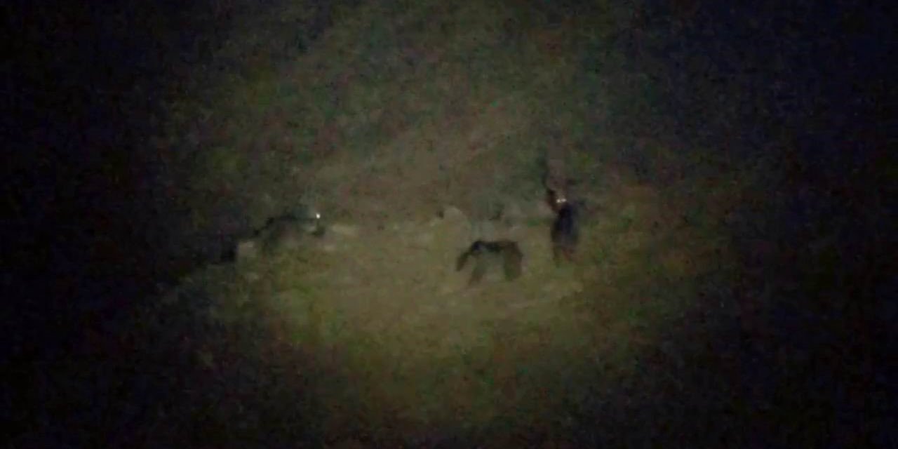 Kurt, bozayılarla birlikte yiyecek aradı